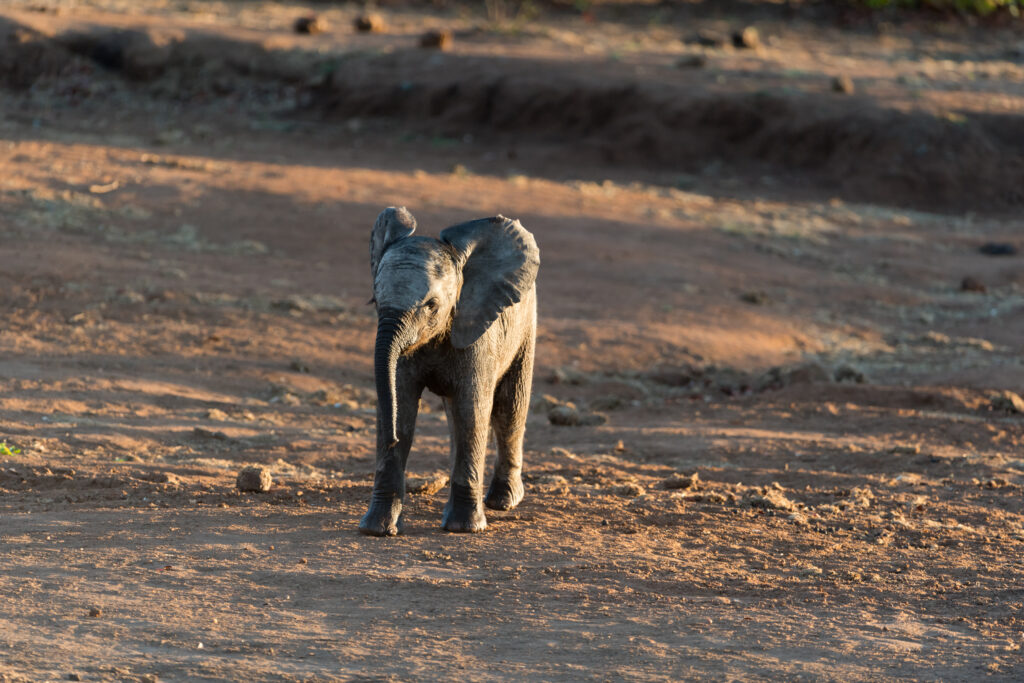 elephant-calf-baby-elephant-scaled